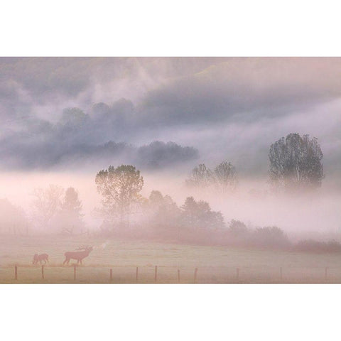 Call of the deer in the mist White Modern Wood Framed Art Print by Vekemans, Muriel