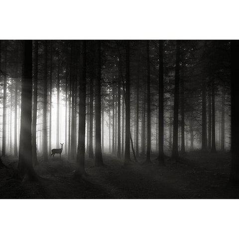 Deer`s Morning Black Modern Wood Framed Art Print with Double Matting by Hessel, Christoph