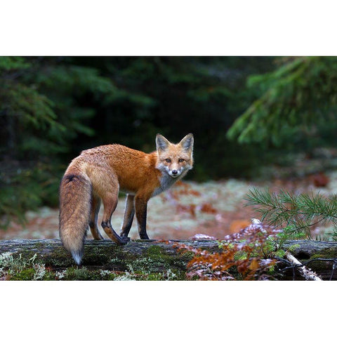 Red Fox in Algonquin Park Black Modern Wood Framed Art Print with Double Matting by Cumming, Jim