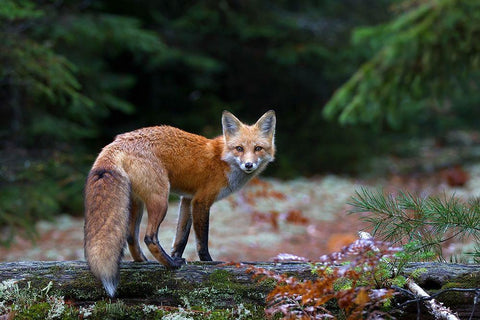 Red Fox in Algonquin Park Black Ornate Wood Framed Art Print with Double Matting by Cumming, Jim