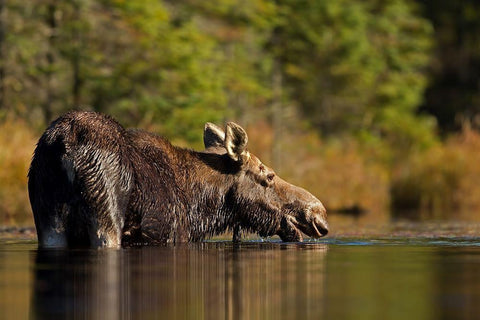 Swimming with a moose in Algonquin Park Black Ornate Wood Framed Art Print with Double Matting by Cumming, Jim