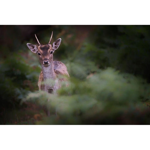 Young Fallow Deer Gold Ornate Wood Framed Art Print with Double Matting by Deakin, Karen