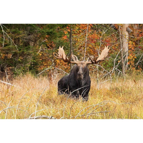 Bull Moose, Algonquin park Gold Ornate Wood Framed Art Print with Double Matting by Cumming, Jim