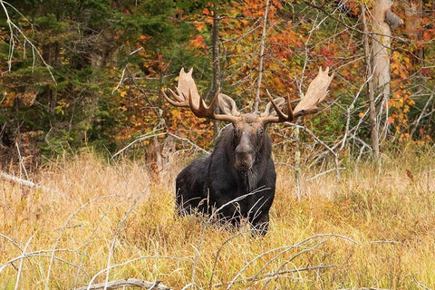 Bull Moose, Algonquin park Black Ornate Wood Framed Art Print with Double Matting by Cumming, Jim