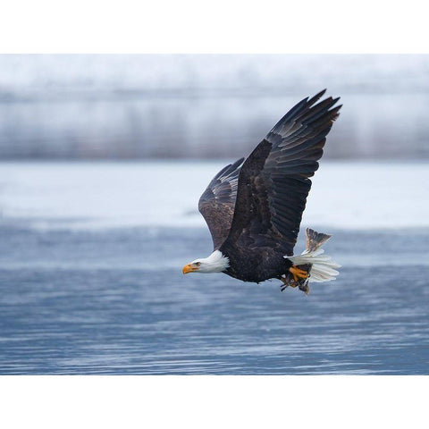 Bald Eagle White Modern Wood Framed Art Print by Waldmann, Shlomo