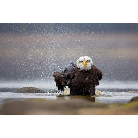 Bald Eagle White Modern Wood Framed Art Print by Zygmunt, Milan