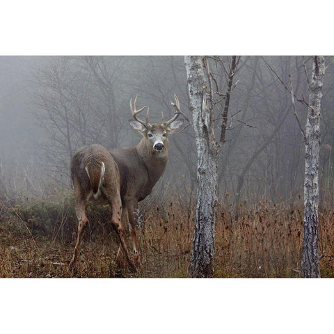 White-tailed buck in the autumn fog Gold Ornate Wood Framed Art Print with Double Matting by Cumming, Jim