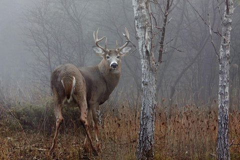 White-tailed buck in the autumn fog White Modern Wood Framed Art Print with Double Matting by Cumming, Jim