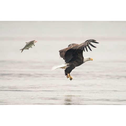 Flying Together Black Modern Wood Framed Art Print with Double Matting by Tang, Wei