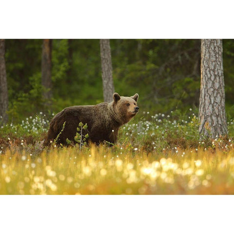 Brown Bear Gold Ornate Wood Framed Art Print with Double Matting by Gavra, Assaf