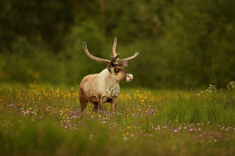 Caribou in grass land White Modern Wood Framed Art Print with Double Matting by Gavra, Assaf