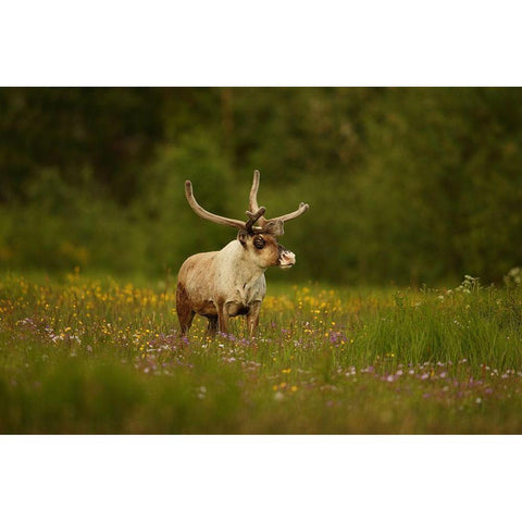 Caribou in grass land Gold Ornate Wood Framed Art Print with Double Matting by Gavra, Assaf