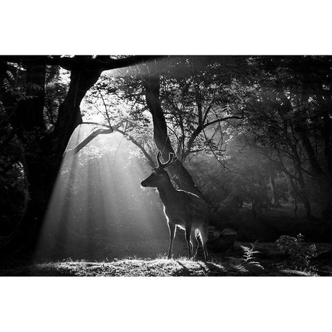 Light and Deer Black Modern Wood Framed Art Print with Double Matting by Matsui, Yoshinori