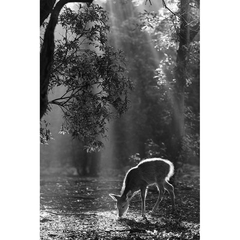 A fawn in the forest Black Modern Wood Framed Art Print with Double Matting by Matsui, Yoshinori