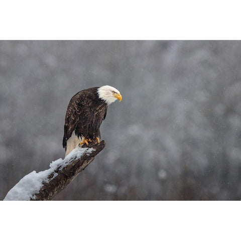 Snow on the Skagit Black Modern Wood Framed Art Print with Double Matting by Barsh, Greg