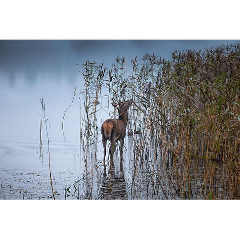 The Leaf Eater White Modern Wood Framed Art Print by O''Mahony, Kieran