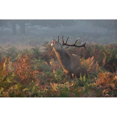 Bellowing Stag Deer Black Modern Wood Framed Art Print with Double Matting by Meswani, Prashant