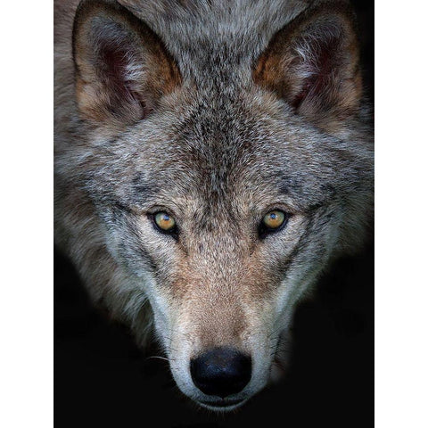 All the better to see you, Timber Wolf Gold Ornate Wood Framed Art Print with Double Matting by Cumming, Jim