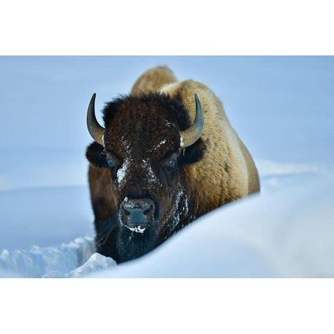 Winter Bison White Modern Wood Framed Art Print by Suradji, Surjanto