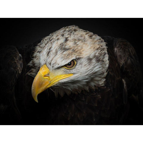 The American Eagle Black Modern Wood Framed Art Print with Double Matting by Worseling, Natascha