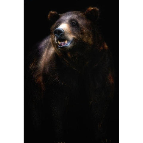 Brown bear portrait White Modern Wood Framed Art Print by Pascual Buye, Santiago