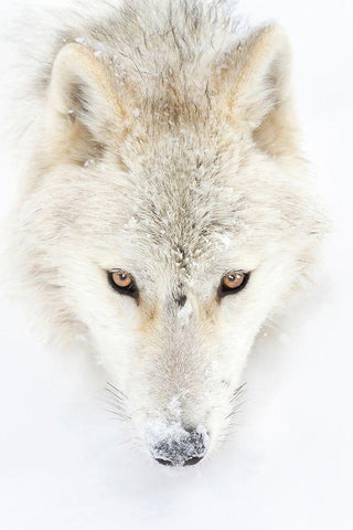 Arctic Wolf Closeup White Modern Wood Framed Art Print with Double Matting by Cumming, Jim