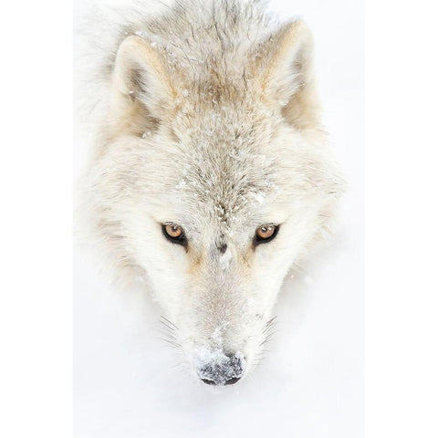 Arctic Wolf Closeup Gold Ornate Wood Framed Art Print with Double Matting by Cumming, Jim