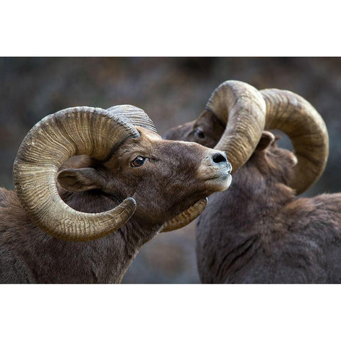 Bighorn sheep, Ovis canadensis Black Modern Wood Framed Art Print with Double Matting by Verdon