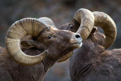 Bighorn sheep, Ovis canadensis Black Ornate Wood Framed Art Print with Double Matting by Verdon