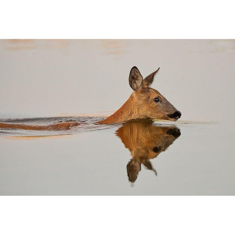 Practicing her delightful morning swim Gold Ornate Wood Framed Art Print with Double Matting by Feldtkeller, Andreas