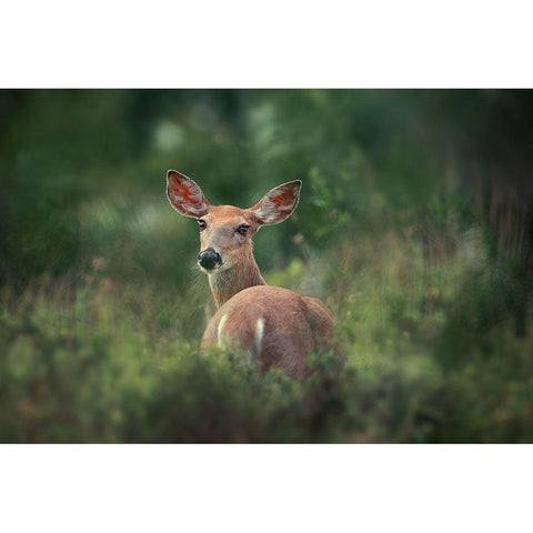 Doe eyed Gold Ornate Wood Framed Art Print with Double Matting by Li, Rob