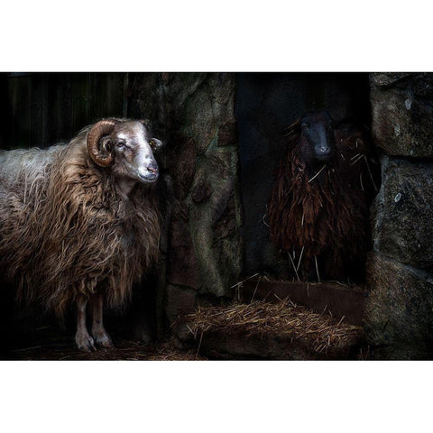 The sheep shed Black Modern Wood Framed Art Print with Double Matting by Pascual Buye, Santiago