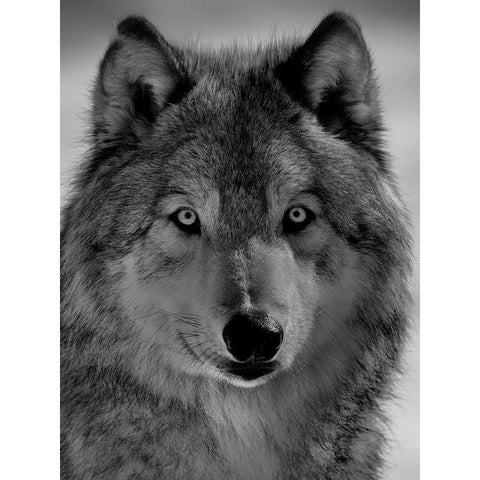 The wolf Black Modern Wood Framed Art Print with Double Matting by Chang, Phillip