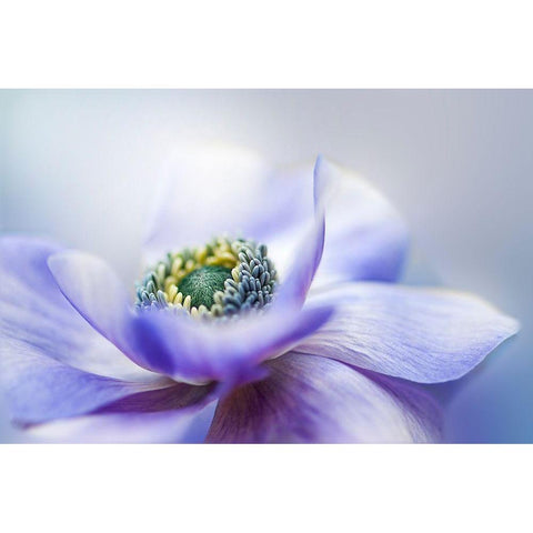 Anemone De Caen Black Modern Wood Framed Art Print with Double Matting by Parker, Jacky