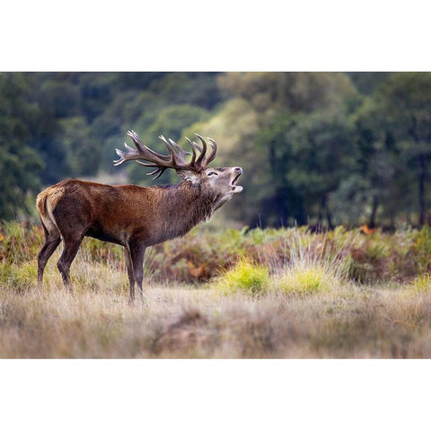 The scream of the deer Black Modern Wood Framed Art Print with Double Matting by Redaelli, Marco