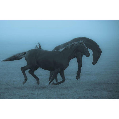 Horses in the Fog White Modern Wood Framed Art Print by Wallberg, Allan