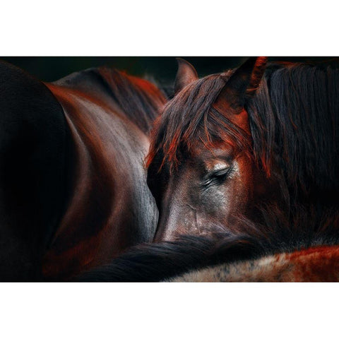 Sleep huddle Black Modern Wood Framed Art Print with Double Matting by Stantchev, Martin