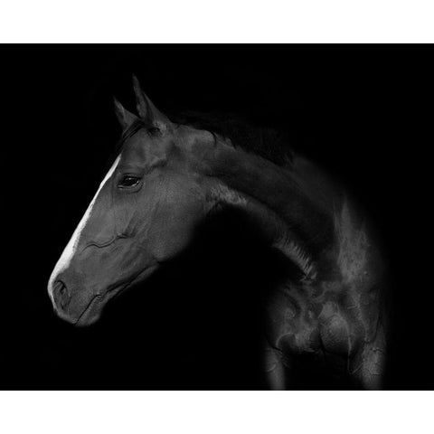 My horse White Modern Wood Framed Art Print by Kogel, Wieteke de