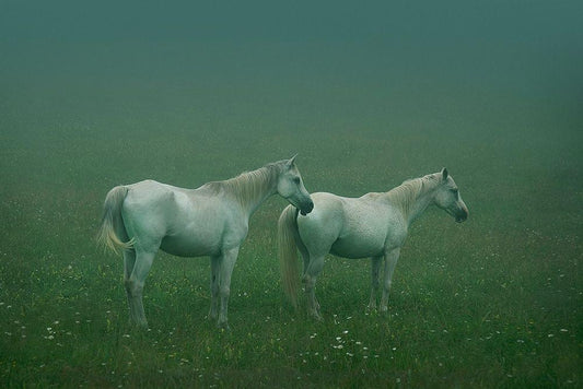 Image Only