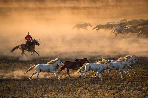 Mongolia Horses White Modern Wood Framed Art Print with Double Matting by Zhang, Libby