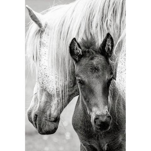 The Foal White Modern Wood Framed Art Print by Parker, Jacky