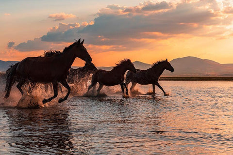 Water Horses Black Ornate Wood Framed Art Print with Double Matting by Tekdogan, Barkan