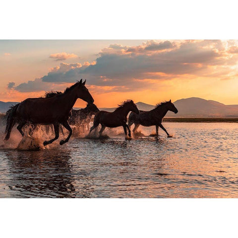 Water Horses Black Modern Wood Framed Art Print by Tekdogan, Barkan