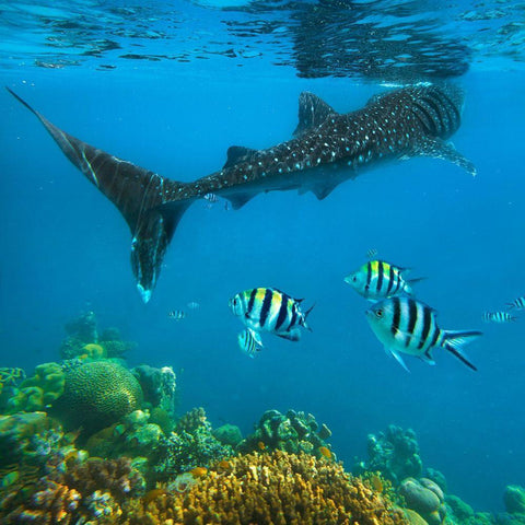 Scissor-tailed sergeant major fish and whale shark-Cebu Island-Philippines White Modern Wood Framed Art Print by Fitzharris, Tim