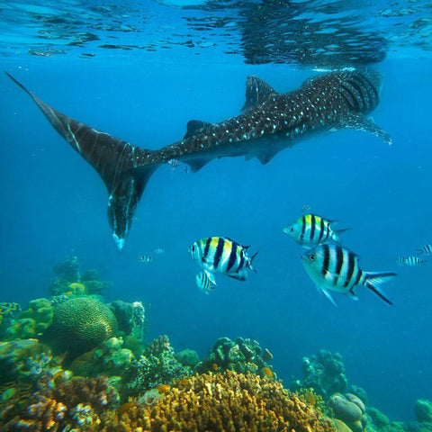Scissor-tailed sergeant major fish and whale shark-Cebu Island-Philippines Black Ornate Wood Framed Art Print with Double Matting by Fitzharris, Tim