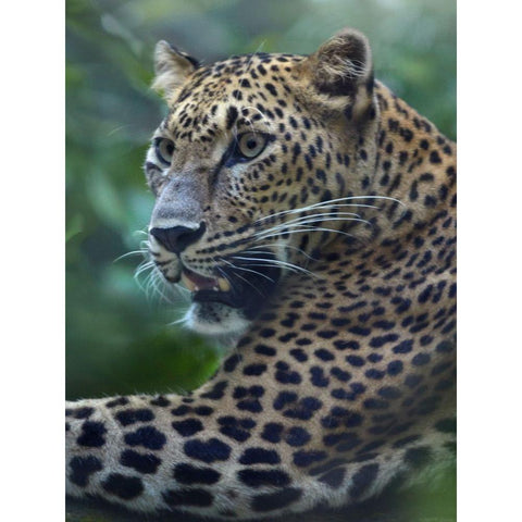 Leopard Black Modern Wood Framed Art Print with Double Matting by Fitzharris, Tim