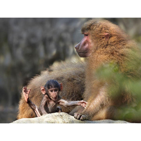 Hamadryas baboon with baby Black Modern Wood Framed Art Print with Double Matting by Fitzharris, Tim