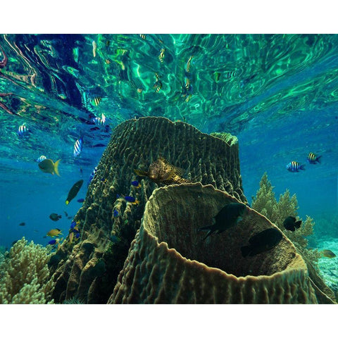 Rockfish and coral-Panglao Island-Philippines Black Modern Wood Framed Art Print with Double Matting by Fitzharris, Tim