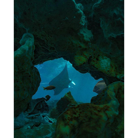 Reef manta ray-Penida Island-Indonesia Black Modern Wood Framed Art Print by Fitzharris, Tim