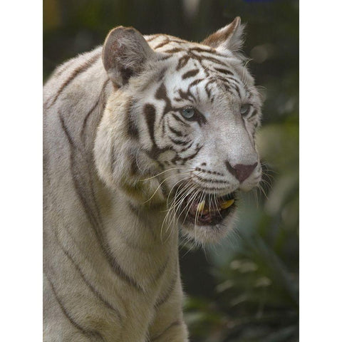 Bengal Tiger White Subspecies Black Modern Wood Framed Art Print with Double Matting by Fitzharris, Tim